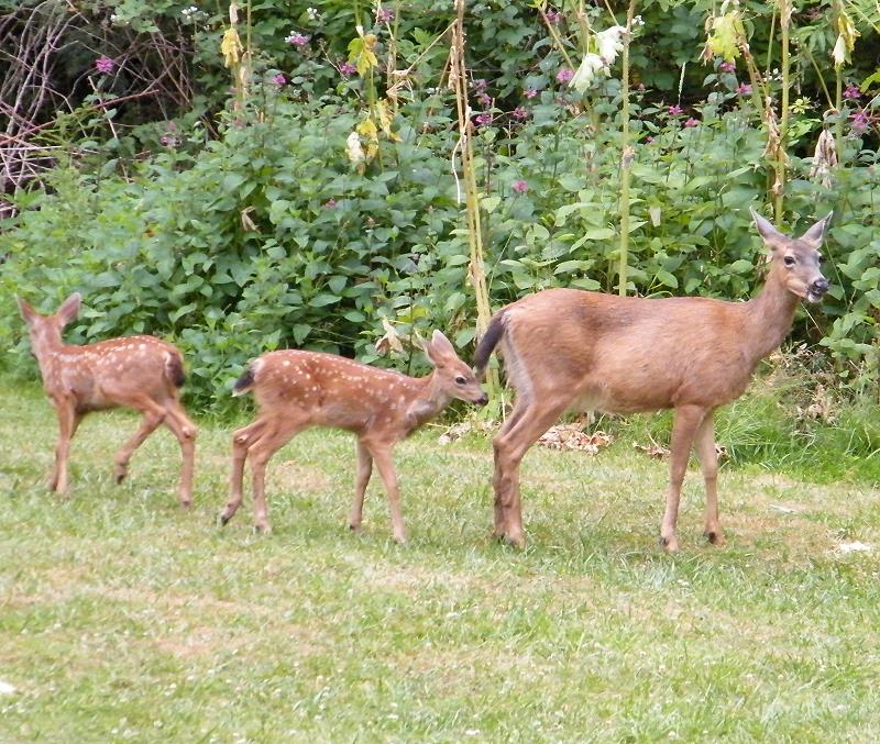 Doe with twins